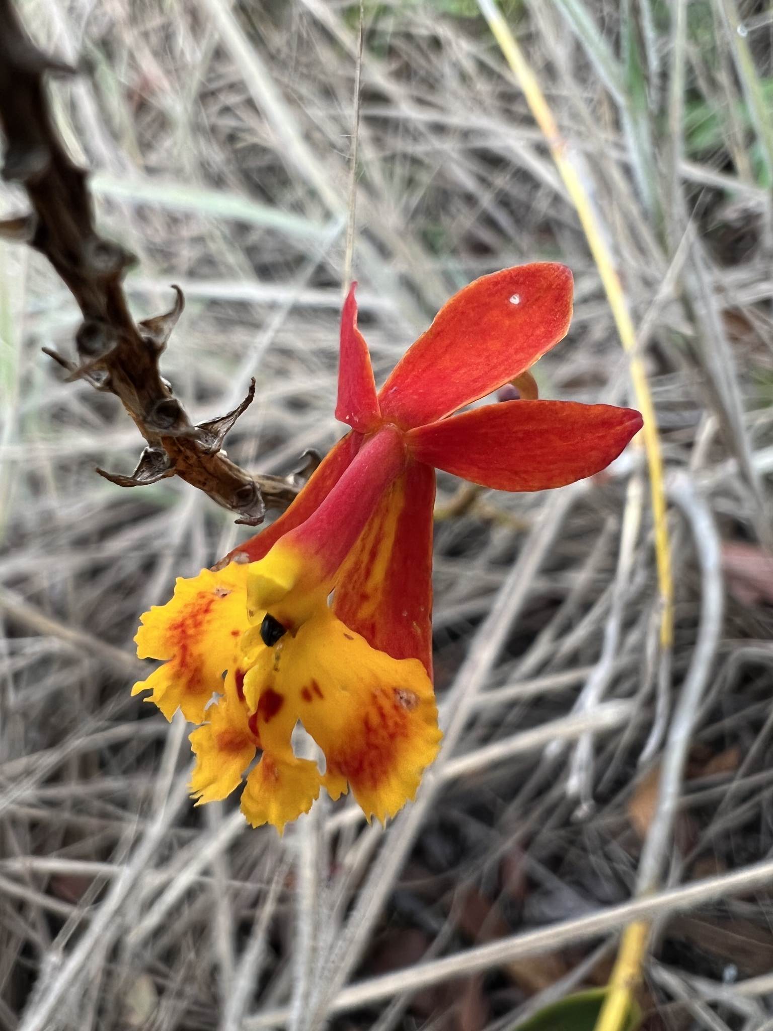 Epidendrum radicans